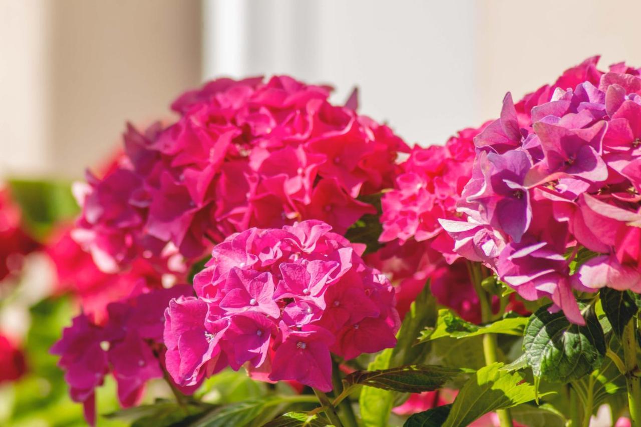 Hortensia Buje Exterior photo